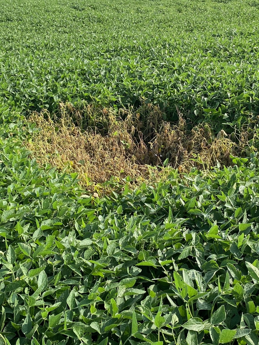 Figure 2. An example of Fall armyworm damage to a soybean field. Damage often occurs in patches throughout the field. Image Growmark